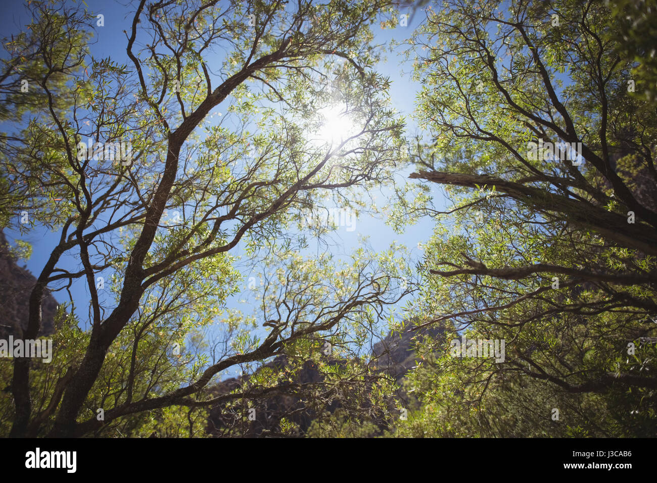 Green sunny forest hi-res stock photography and images - Alamy