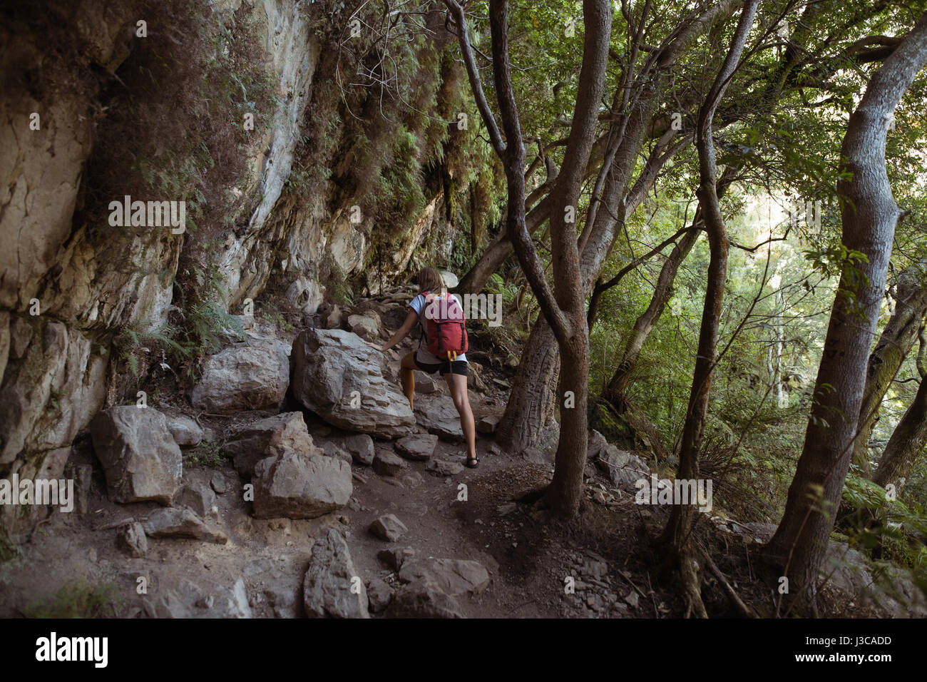Rear view of female hiker walking in the forest Stock Photo - Alamy