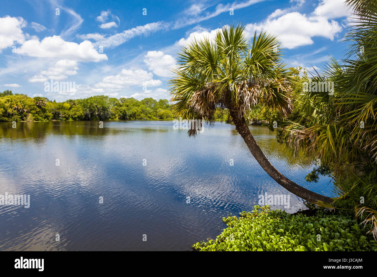 Deer Prairie Creek in Deer Prairie Creek Preserve in Venice Florida Stock Photo