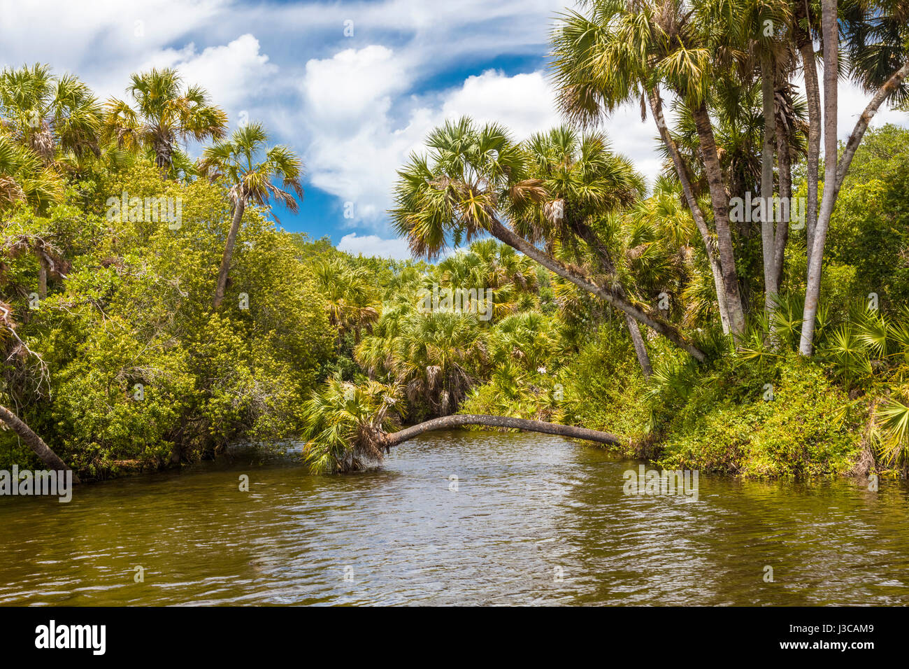 Wild scenic Myakka River in Sarasota County in Venice Florida Stock Photo