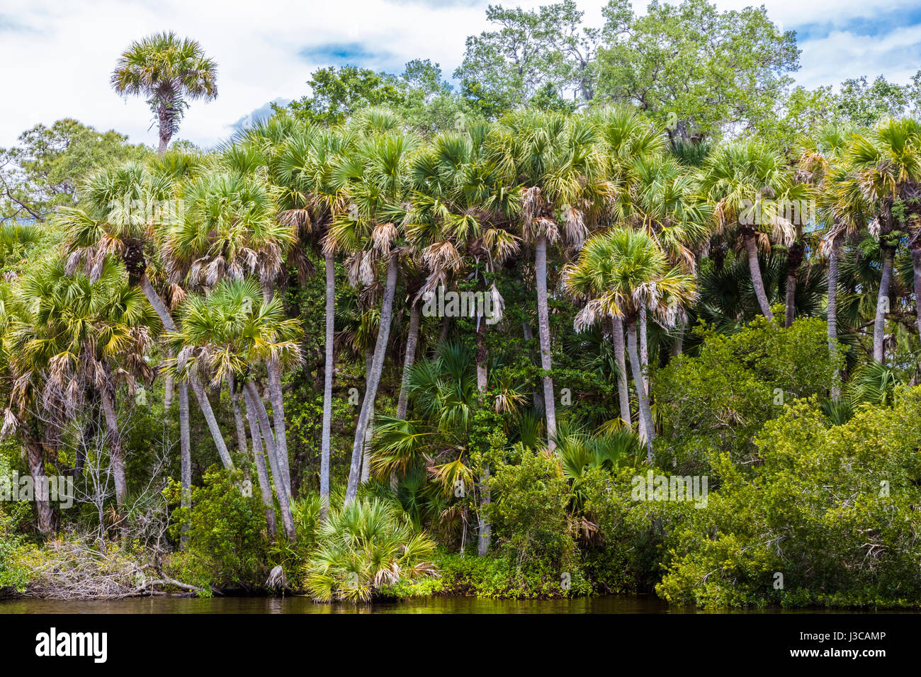 Wild scenic Myakka River in Sarasota County in Venice Florida Stock Photo
