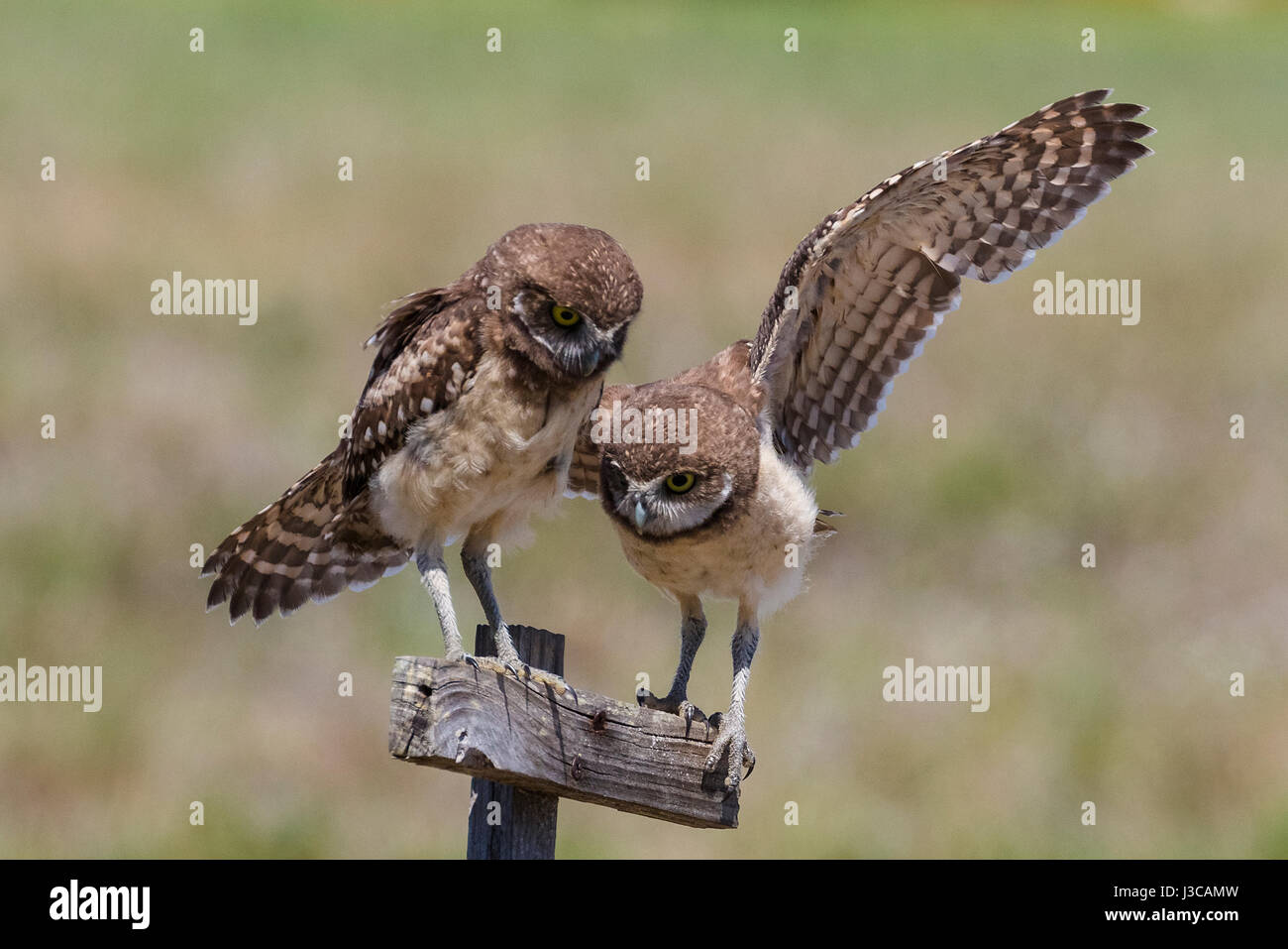 Burrowing owls florida residential hires stock photography and images