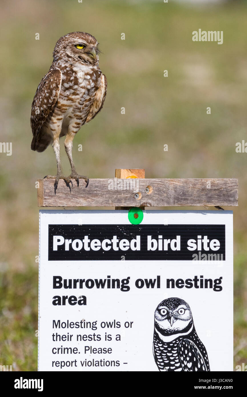 Owl sign hi-res stock photography and images - Alamy