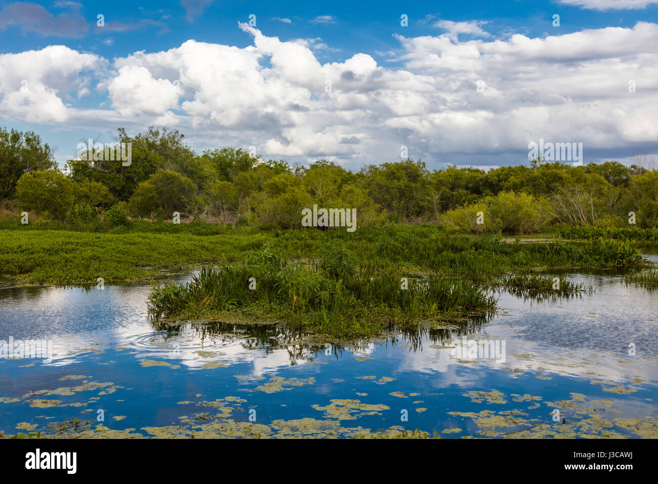 Wetlands at Circle B Bar Reserve in Polk County in Lakeland Florida Stock Photo