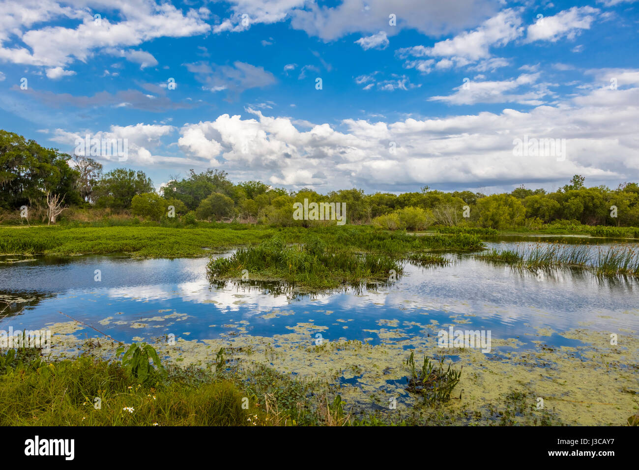 Wetlands at Circle B Bar Reserve in Polk County in Lakeland Florida Stock Photo
