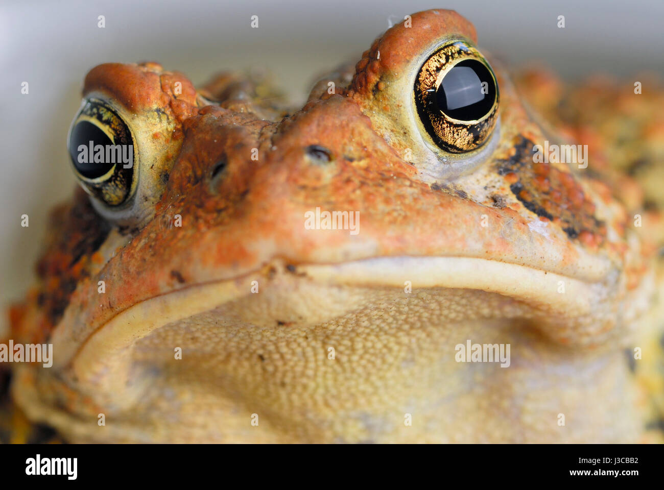 Close up of American toad Bufo Americanus face with post orbital crests and poisonous warts on wrinkled skin Stock Photo