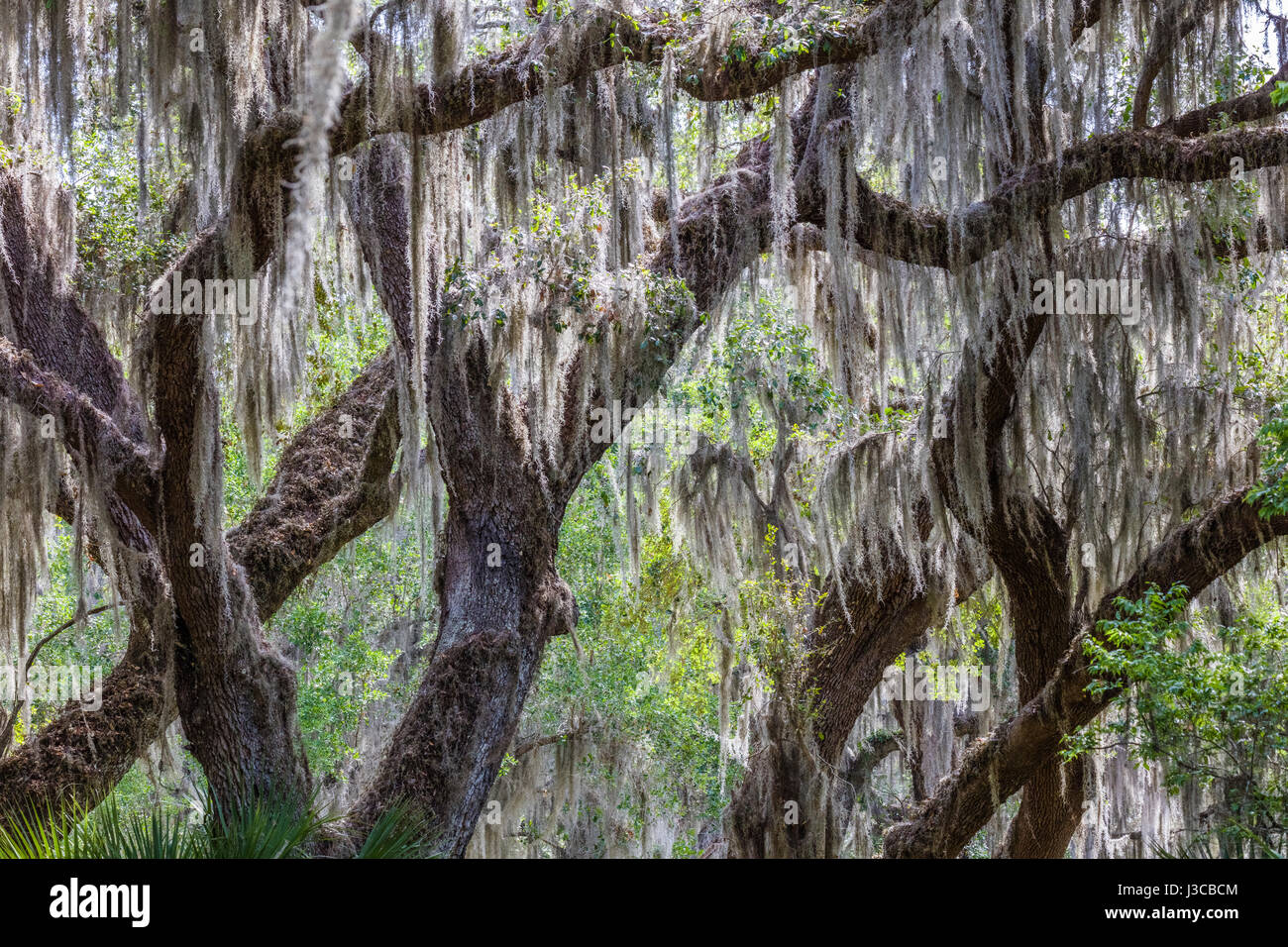 Spanish Moss hanging in live Oak trees at Circle B Bar Reserve in Polk