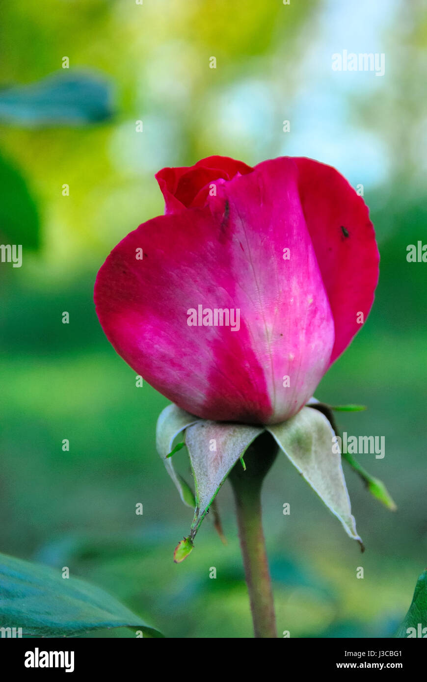 A red rosebud Stock Photo - Alamy