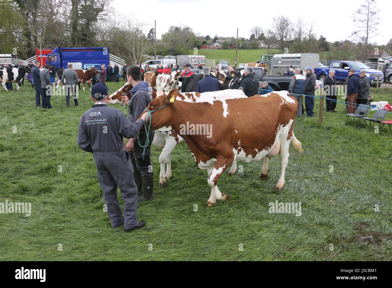 Annual scottish village agricultural show at Ochiltree, Ayrshire. Dairy