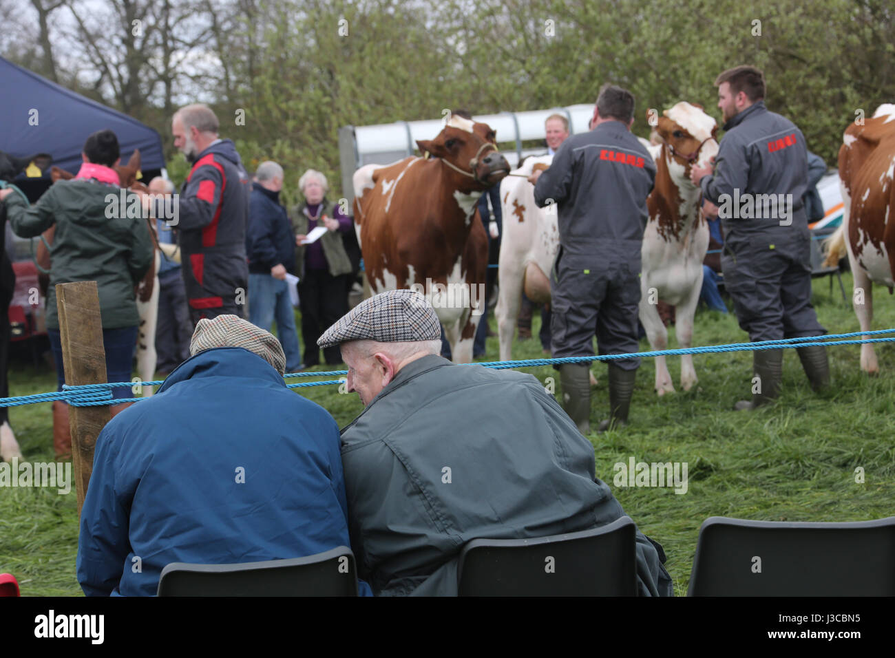 Annual scottish village agricultural show at Ochiltree, Ayrshire. Two farmers discuss the cows