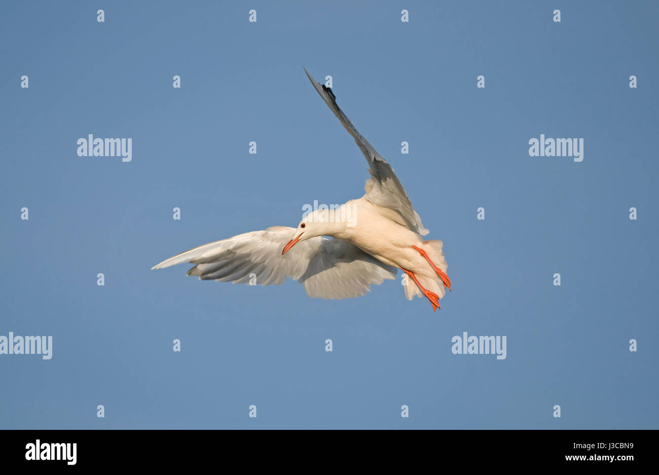 Slender-billed Gull - Larus genei Stock Photo