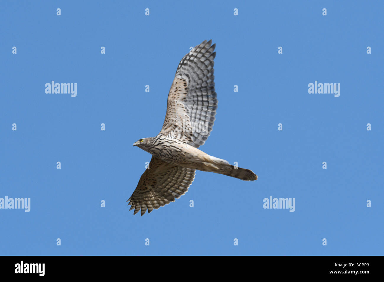 Goshawk - Accipiter gentilis Stock Photo
