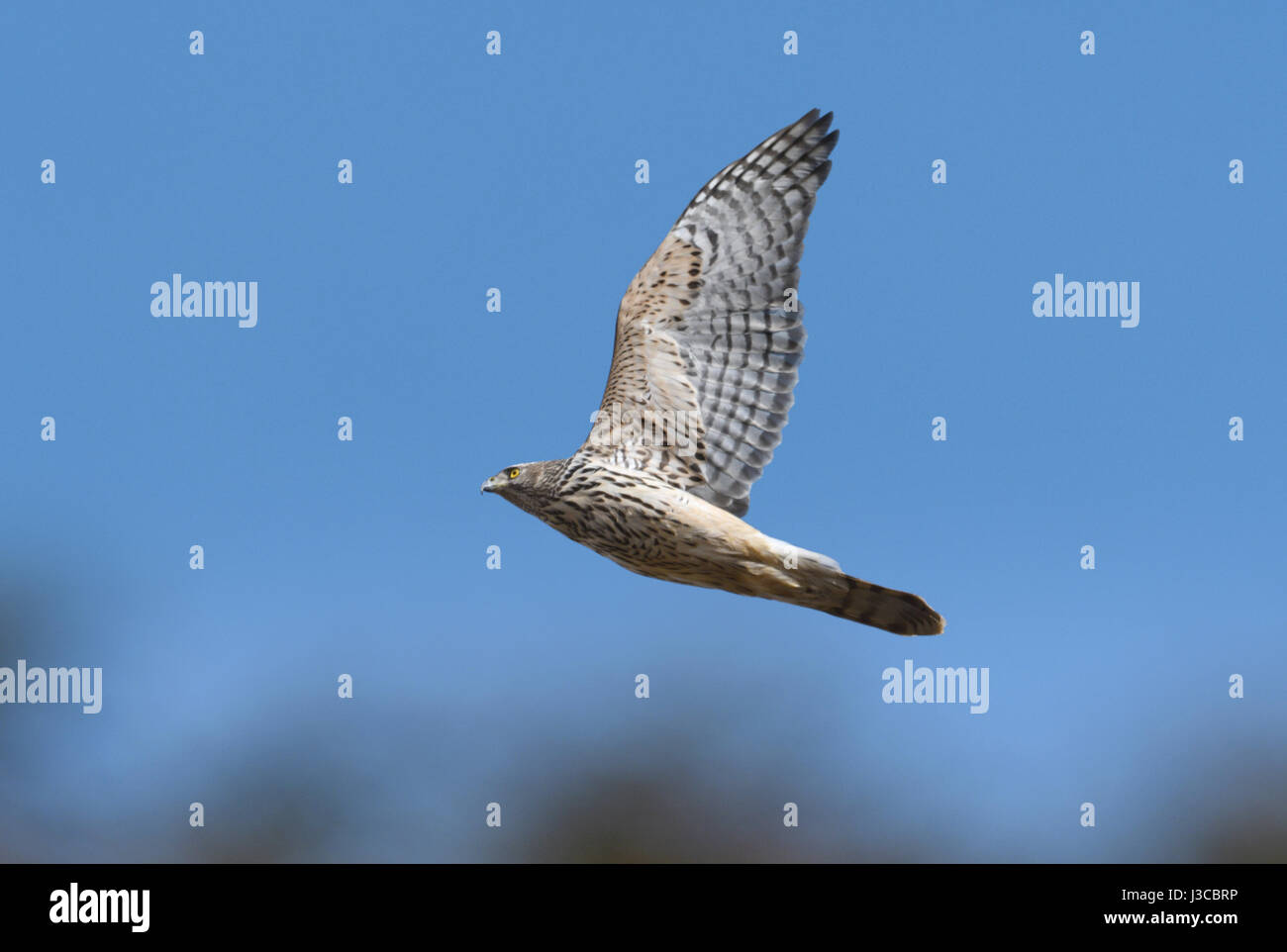 Goshawk - Accipiter gentilis Stock Photo