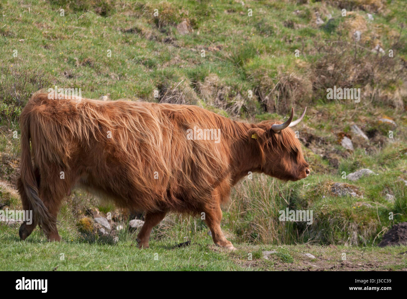 female highland cows
