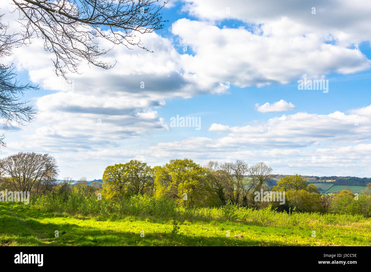 Shoots of spring as nature comes to life in the English Countryside, Sevenoaks, Kent Stock Photo