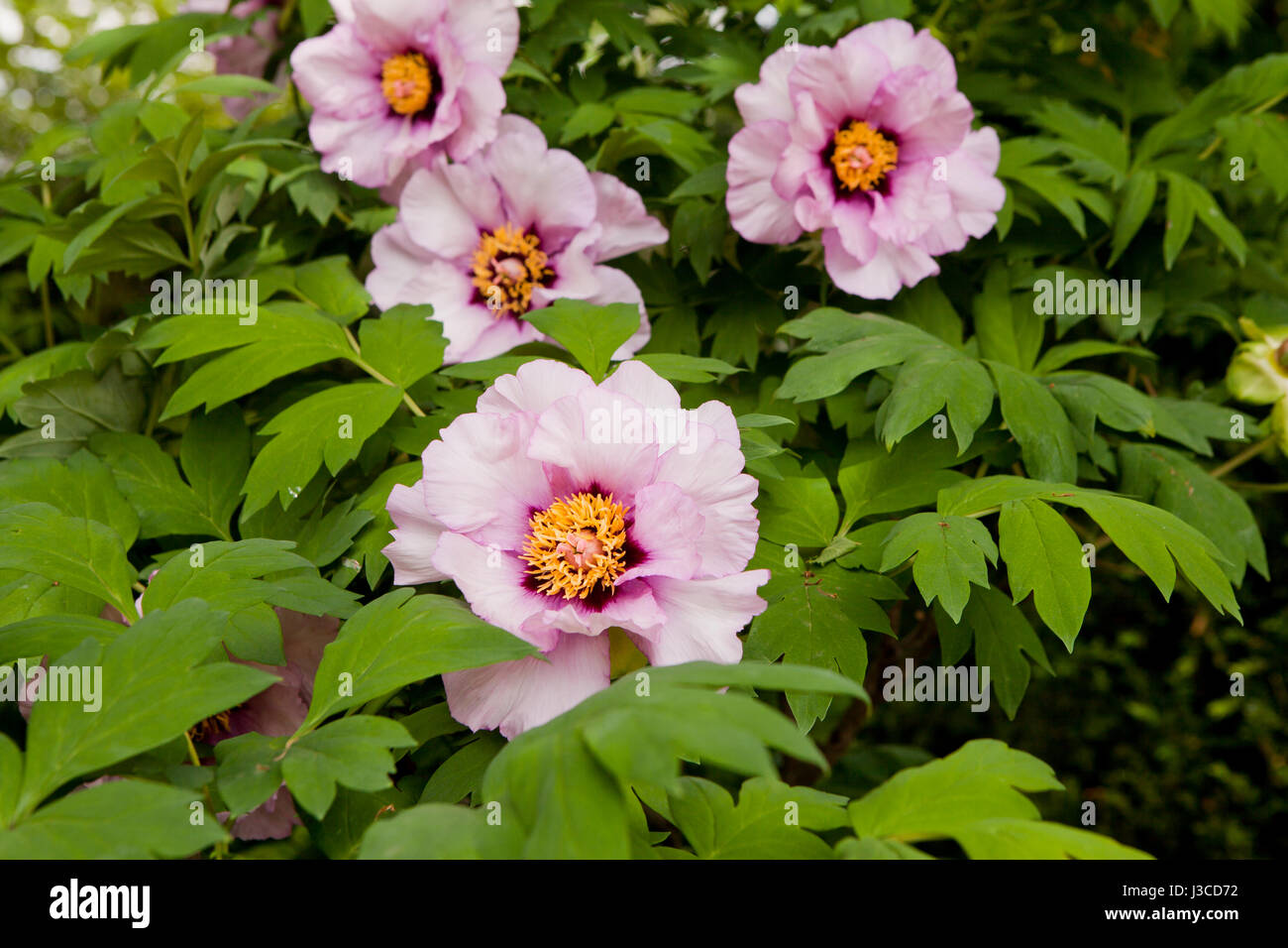 Tree Peony flowers / plant ( Paeonia suffruticosa ) - USA Stock Photo