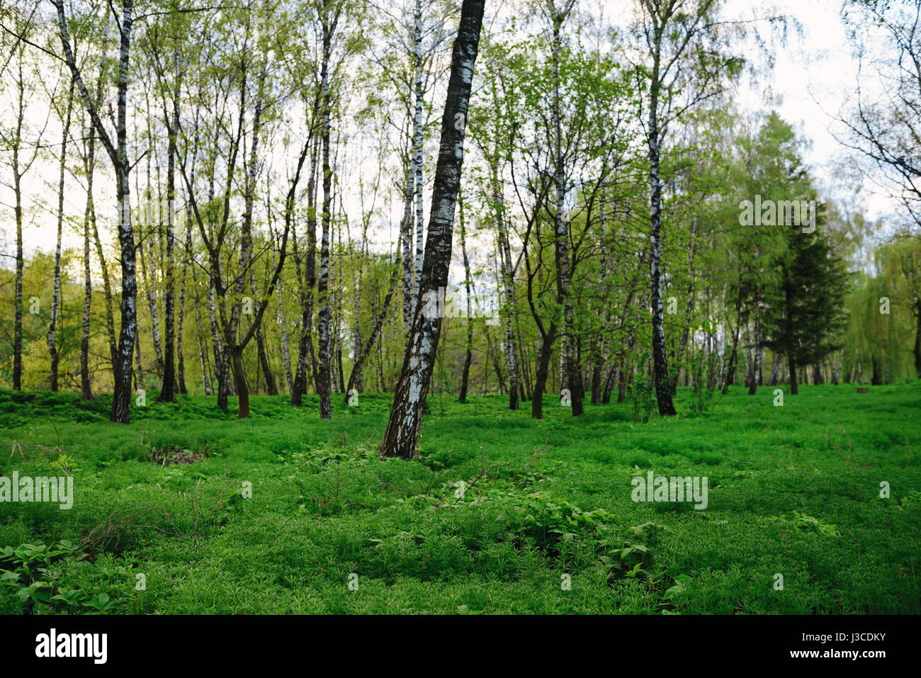 green forest at sunset sunrise sun and sunbeams Stock Photo - Alamy