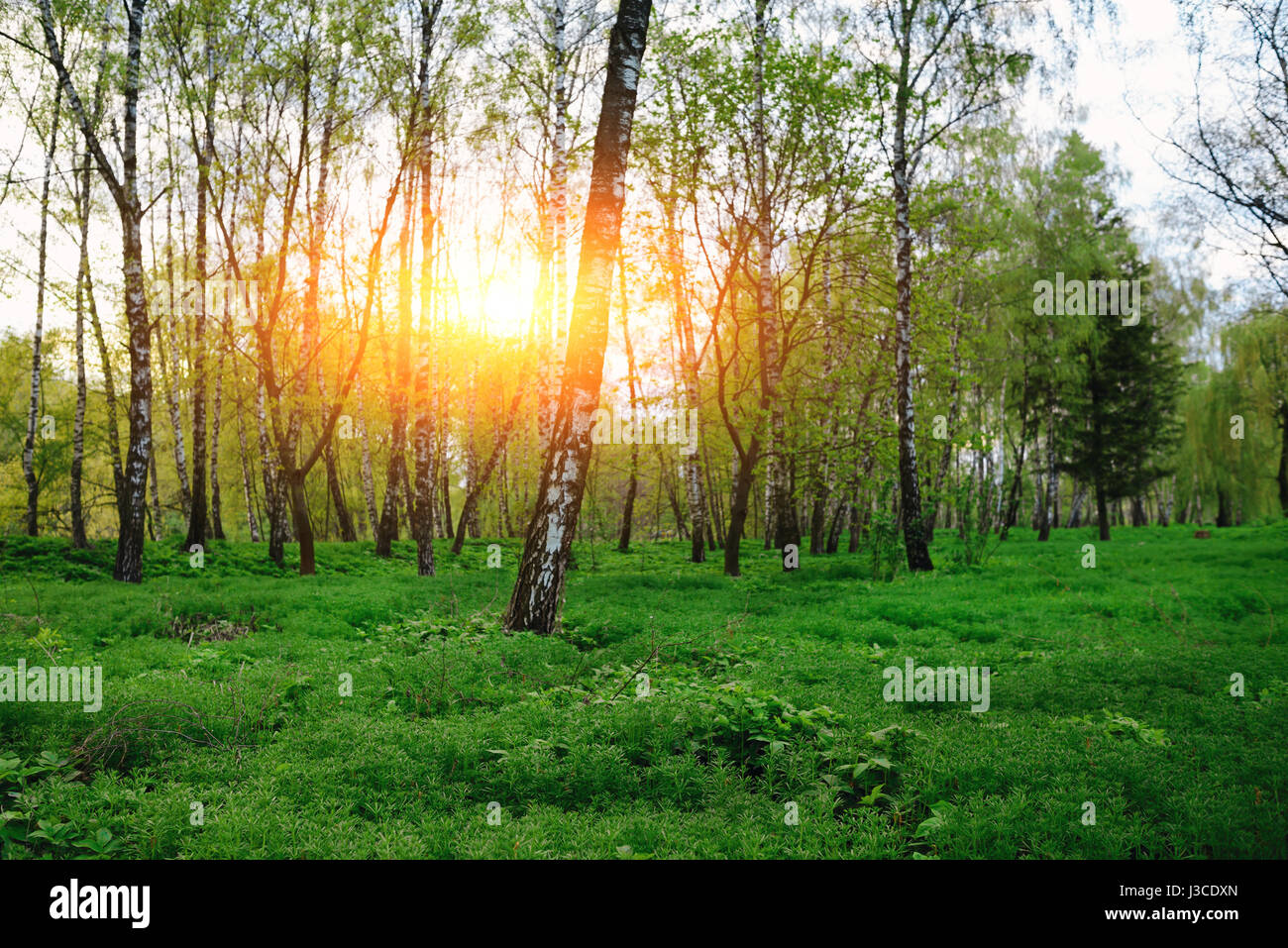 green forest at sunset sunrise sun and sunbeams Stock Photo - Alamy