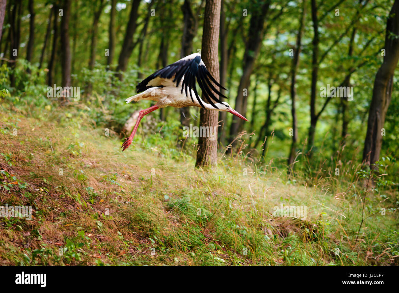 White Stork in flight centro cicogne Racconigi. Stock Photo