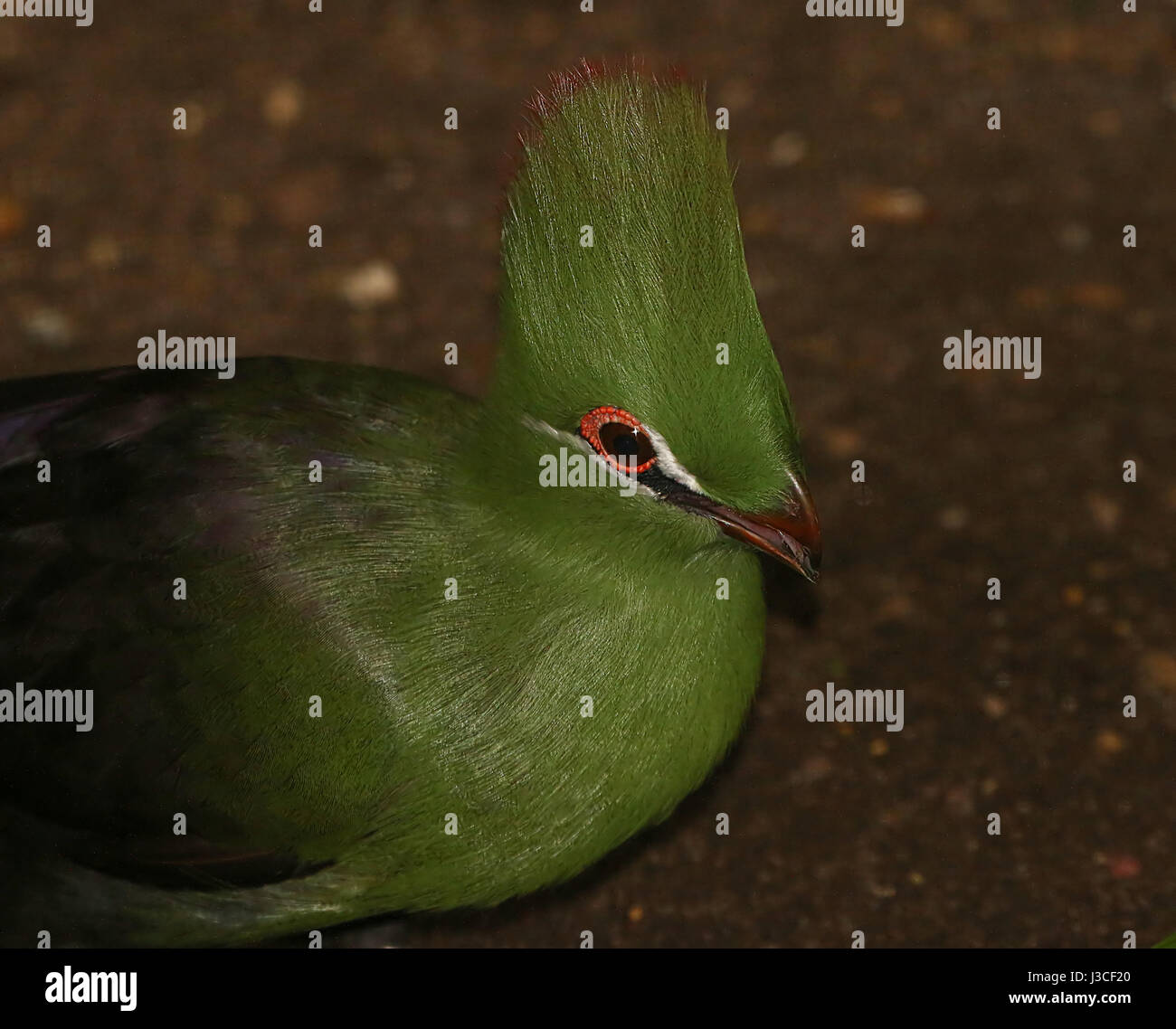 West African Green or Guinea Turaco (Tauraco persa). Found in West and Central Africa - Senegal, Congo to northern Angola. Stock Photo