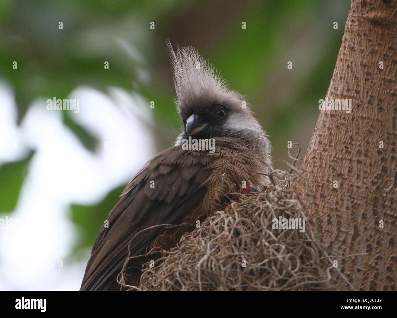 Speckled mousebird (Colius striatus), found in Subsahara Africa. A.k.a.  Bar-breasted Mousebird, Speckled Coly or Striated Mousebird. Stock Photo