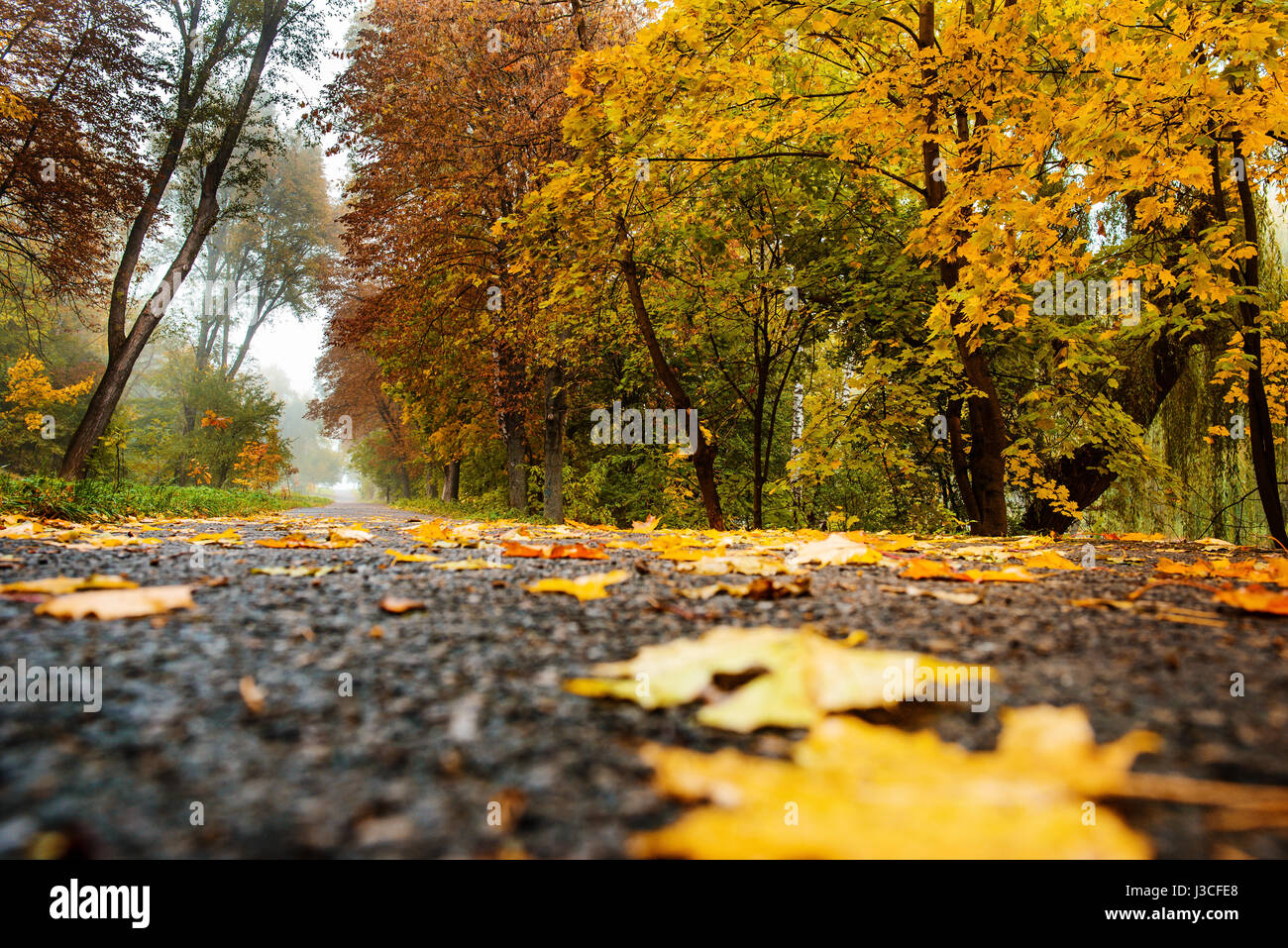 Fog over river in forest in the autumn Stock Photo - Alamy