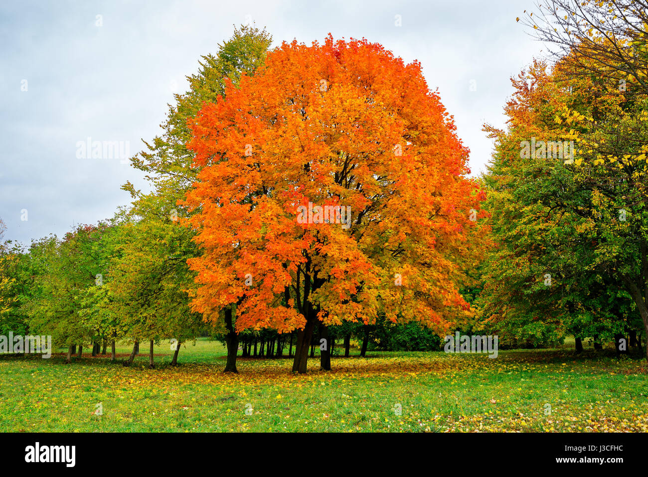 sunny landscape in the park with autumn trees Stock Photo - Alamy