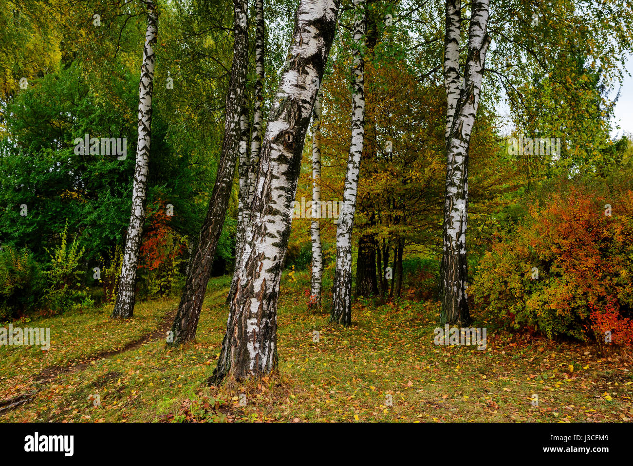 sunny landscape in the park with autumn trees Stock Photo - Alamy