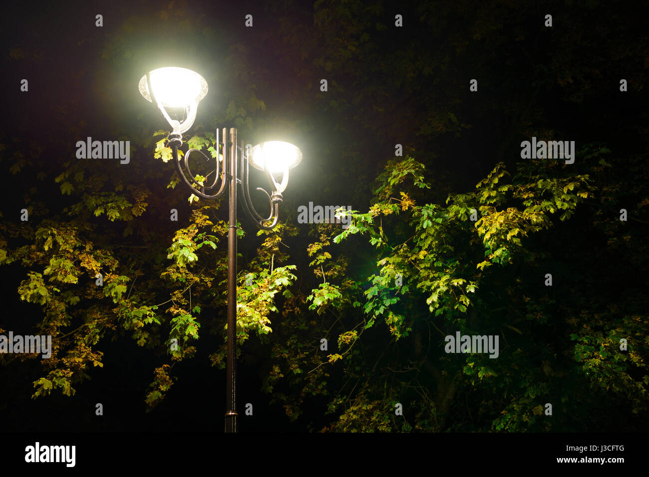 Park night lanterns lamps: a view of a alley walkway, pathway in a ... for Lanterns At Night In Trees
585ifm Park night lanterns lamps: a view of a alley walkway, pathway in a ... for Lanterns At Night In Trees
585ifm