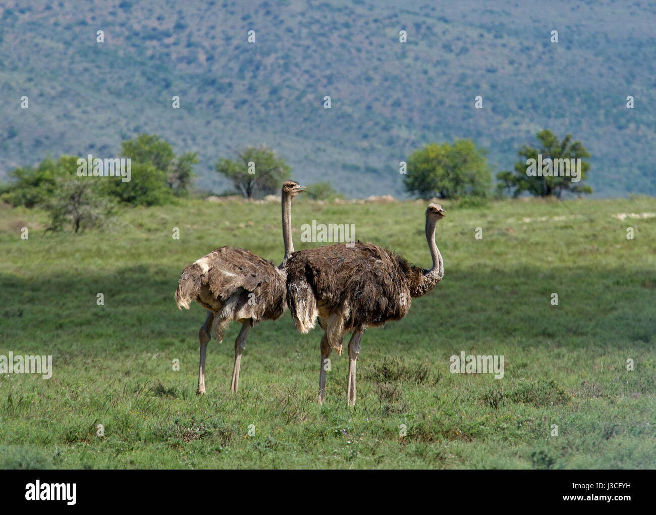 Two ostriches amdeboo Nation Park Graaff Reinet Eastern Cape South Africa Stock Photo
