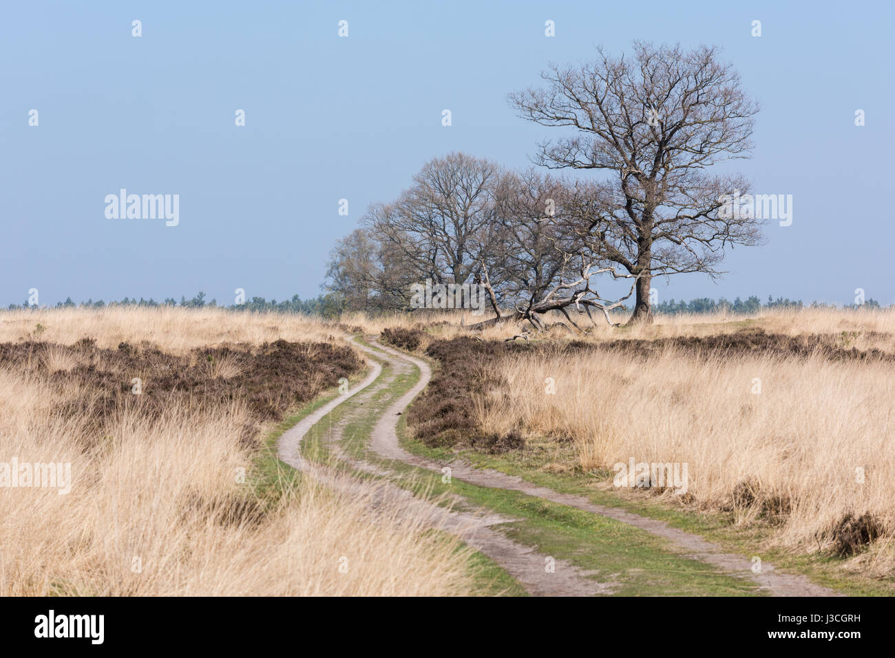 A sandy path is crossing the moor at the Deelerwoud in the Netherlands. A couple of trees are still without leaves. It is a sunny day during early spr Stock Photo