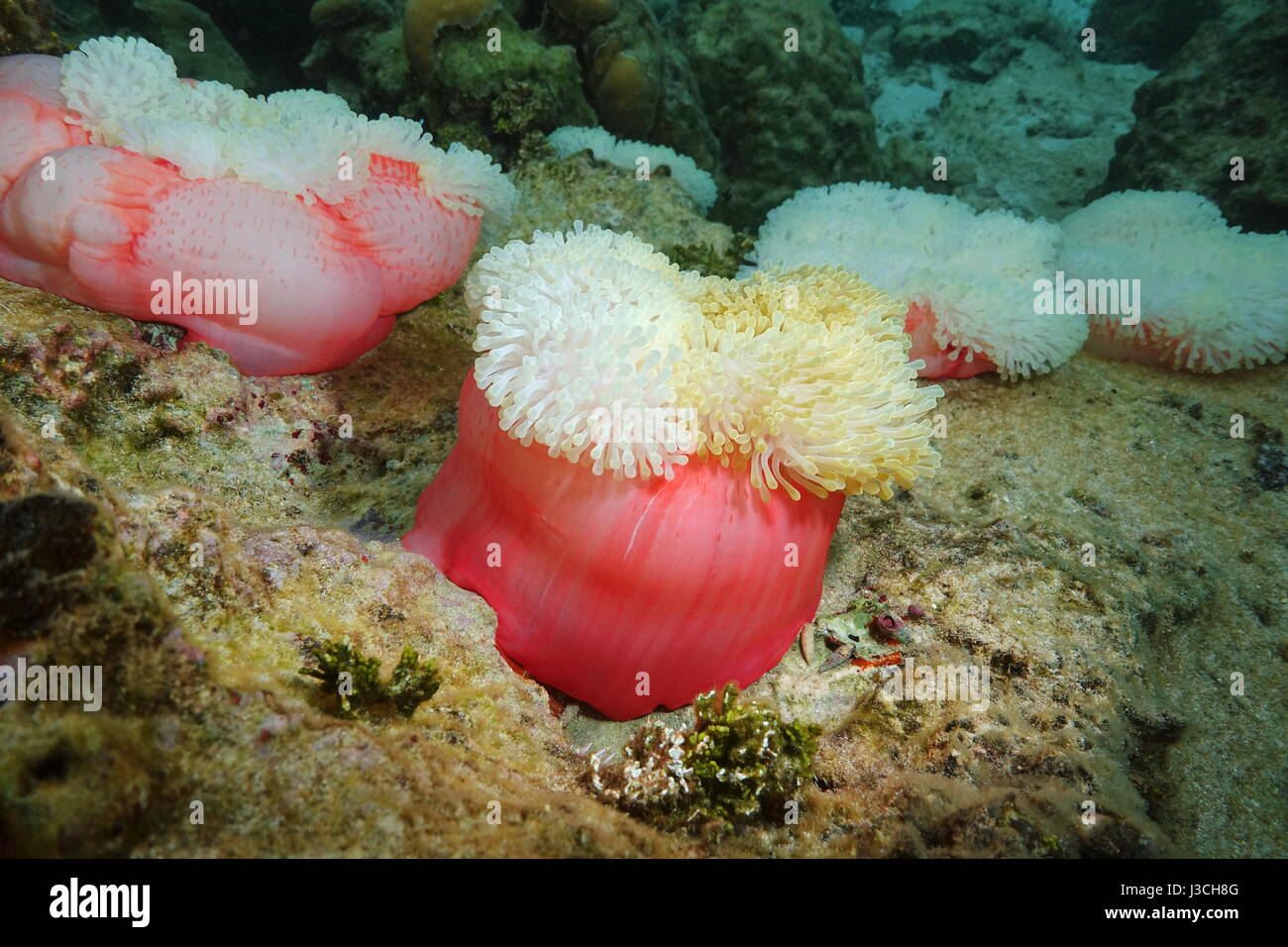Magnificent sea anemones Heteractis magnifica, underwater marine life in Tahiti, Pacific ocean, French Polynesia Stock Photo