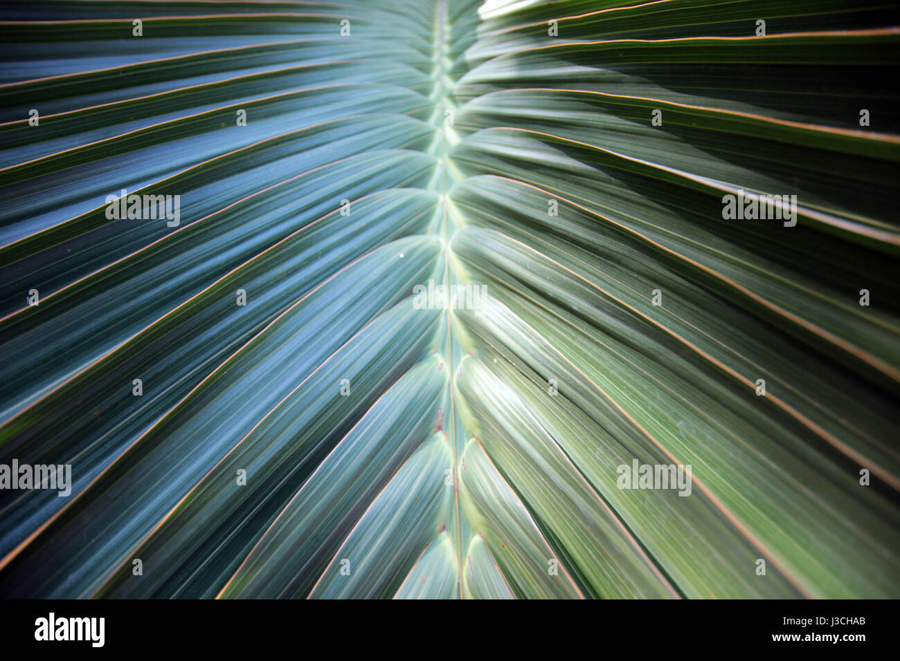 Mexican palm tree Stock Photo