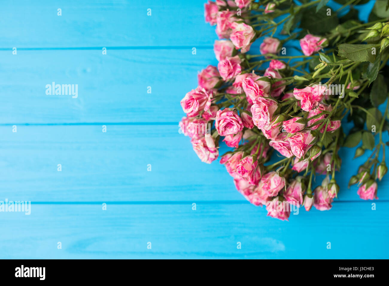 Floral composition of pink roses on blue background Stock Photo - Alamy