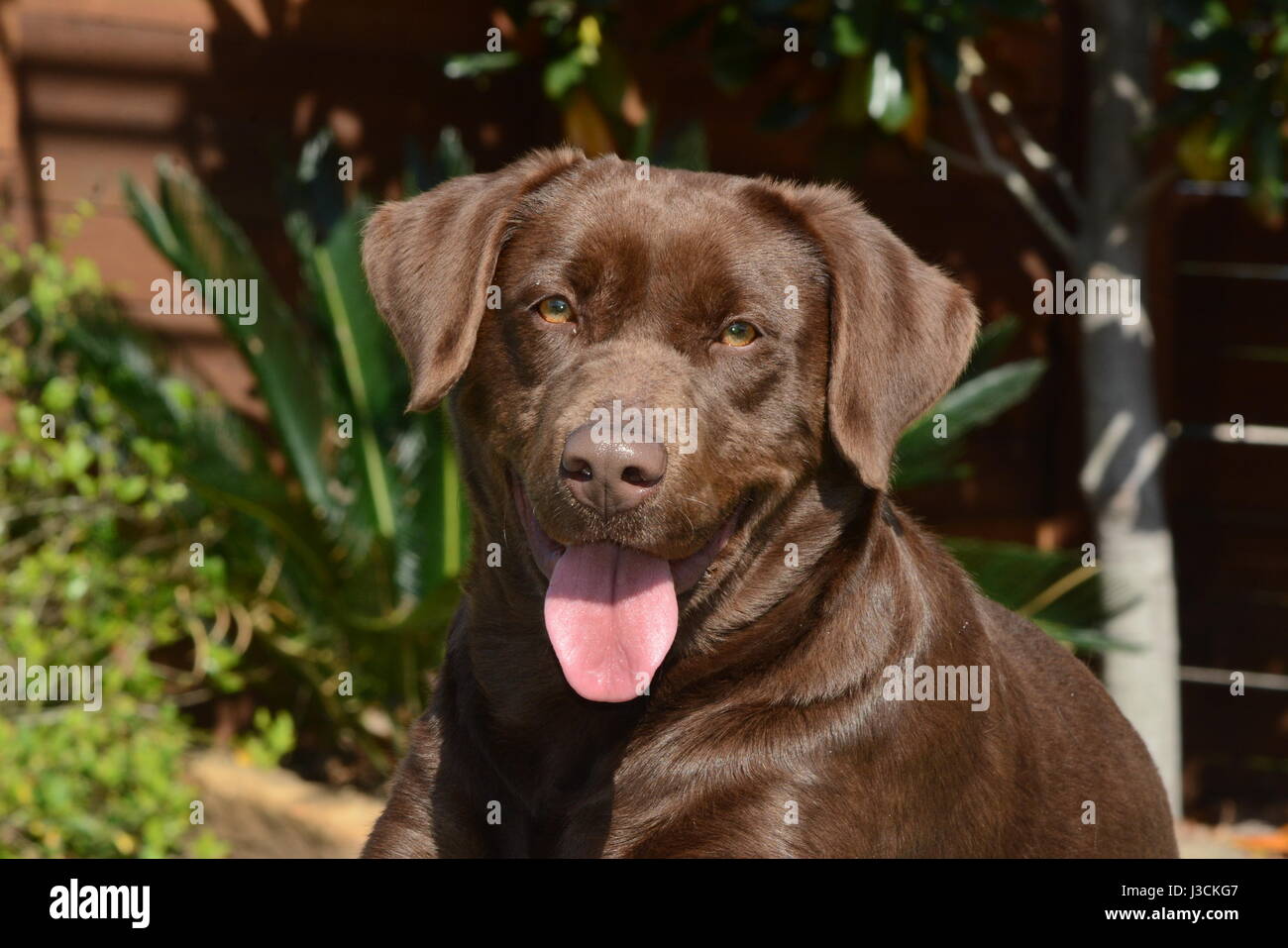 face shot of chocolate brown labrador retriever dog Stock Photo