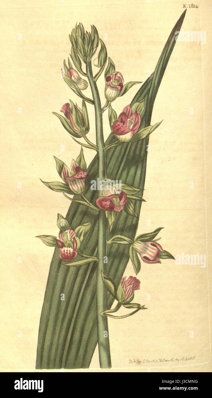 Eulophia alta (as Cyrtopodium woodfordii)   Curtis' 43 pl. 1814 (1816) Stock Photo
