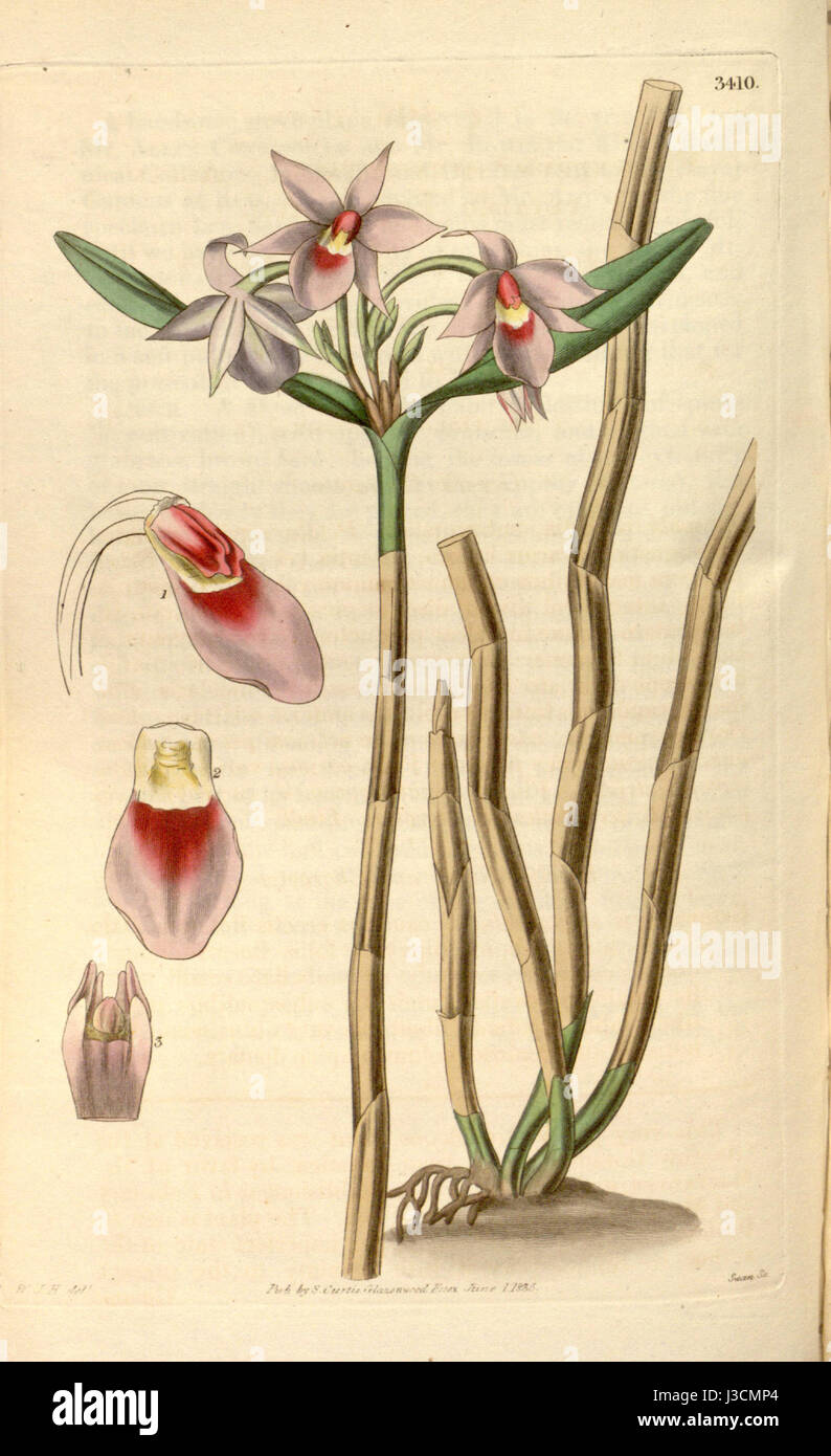 Epidendrum stenopetalum (Dimerandra stenopetala) Curtis v. 62 (N.S. 9) pl 3410 Stock Photo
