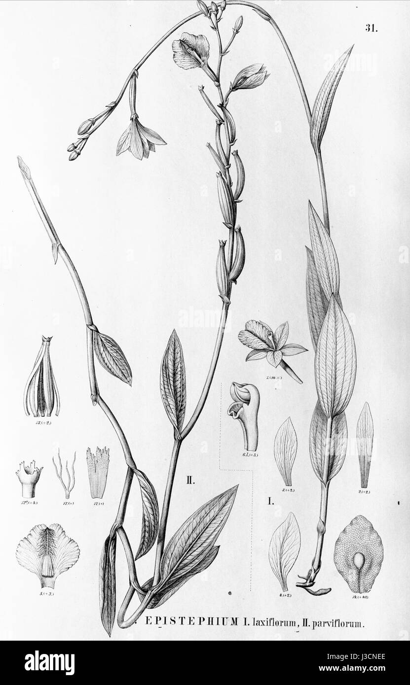 Epistephium laxiflorum   Epistephium parviflorum   Flora Brasiliensis 3 4 31 Stock Photo