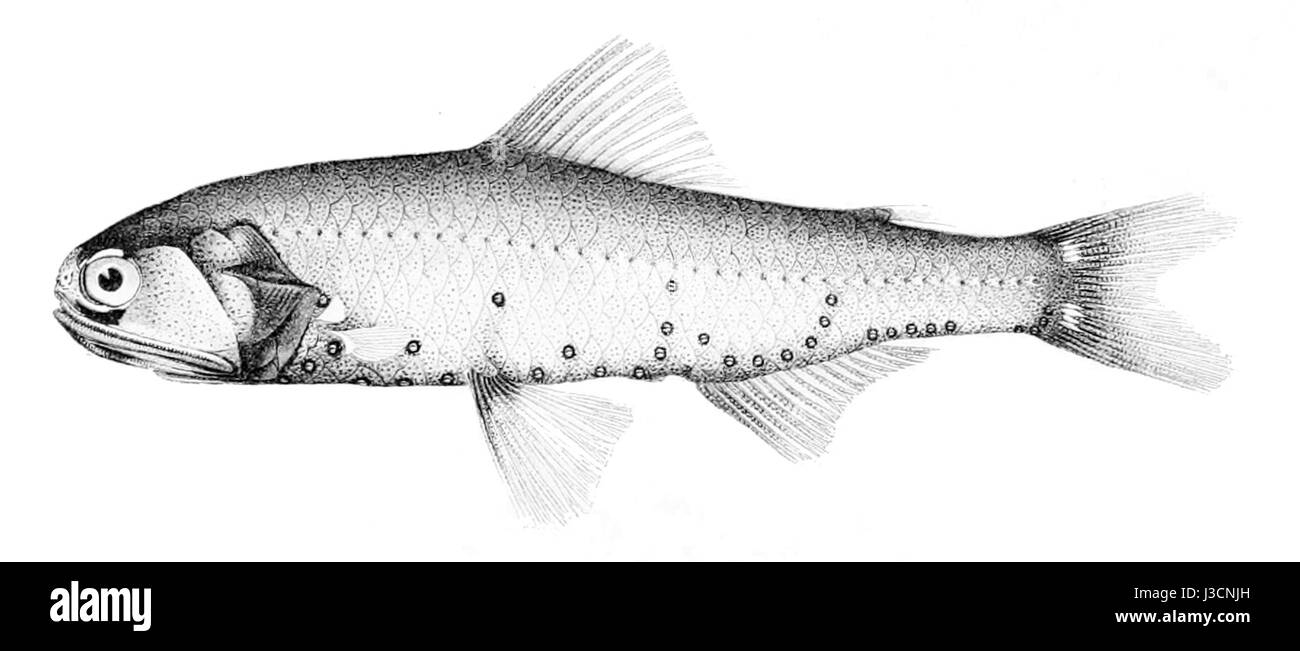 Diaphus adenomus is a species of lanternfish found in the deep oceans. Known for its bioluminescence, this fish is a key species in oceanic ecosystems, contributing to the marine food chain. Stock Photo