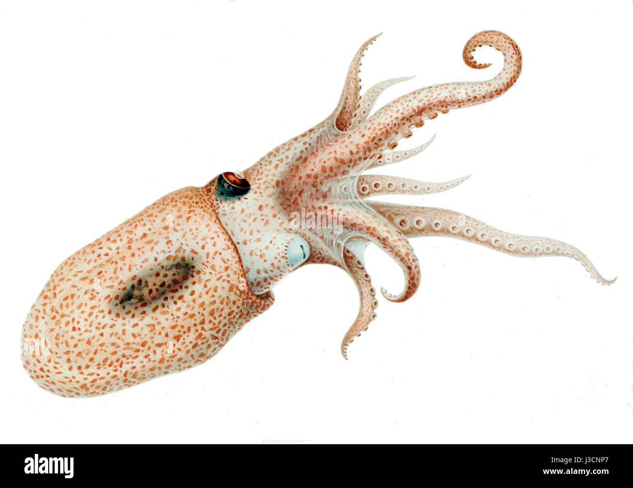 Eledonella pygmaea Stock Photo