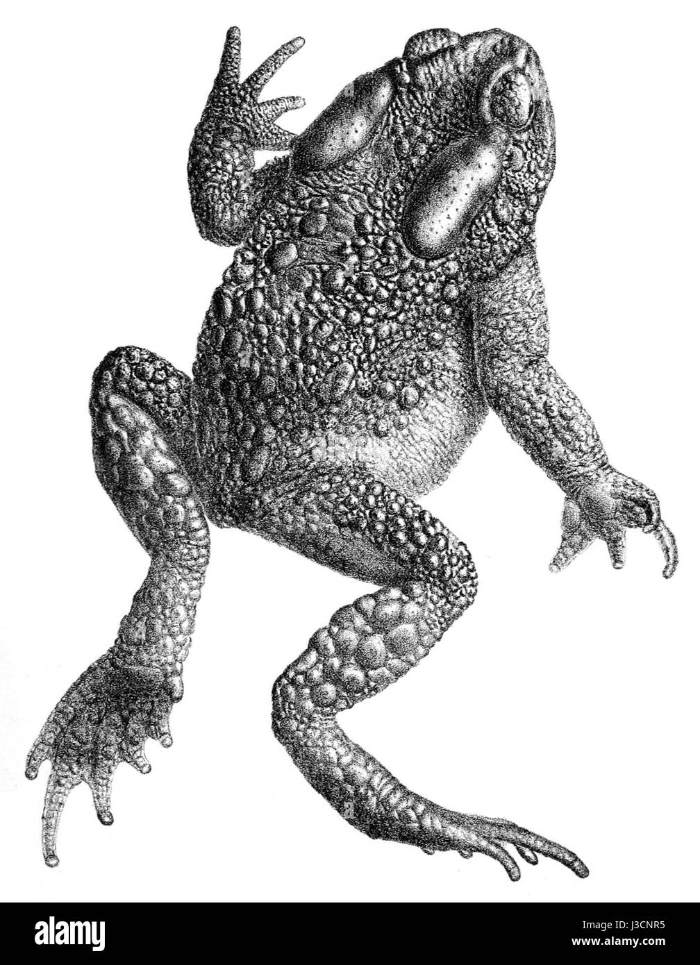 Duttaphrynus himalayanus hires stock photography and images Alamy