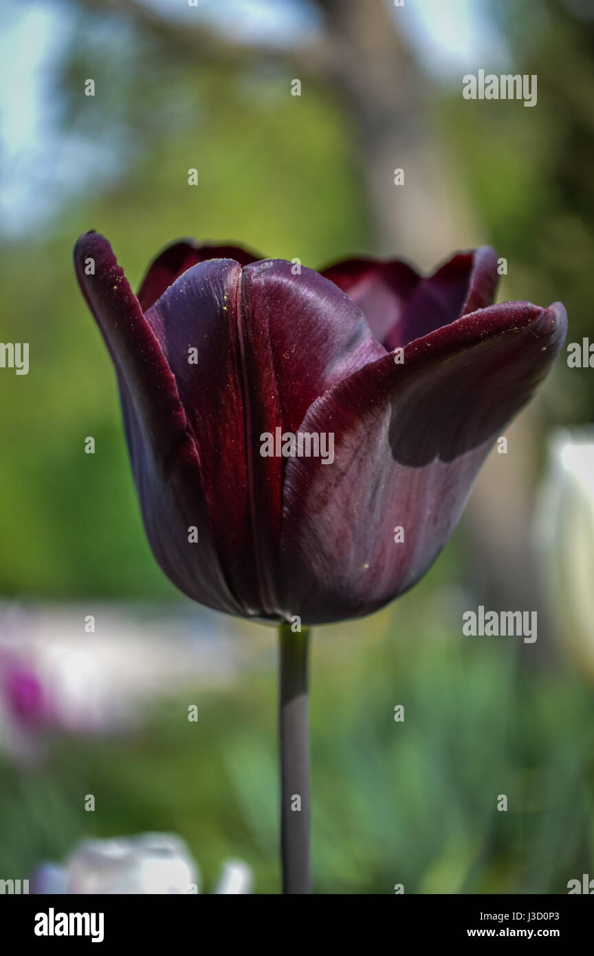 Beautiful black tulip closeup, Triumph Tulip or Queen of the Night Stock Photo