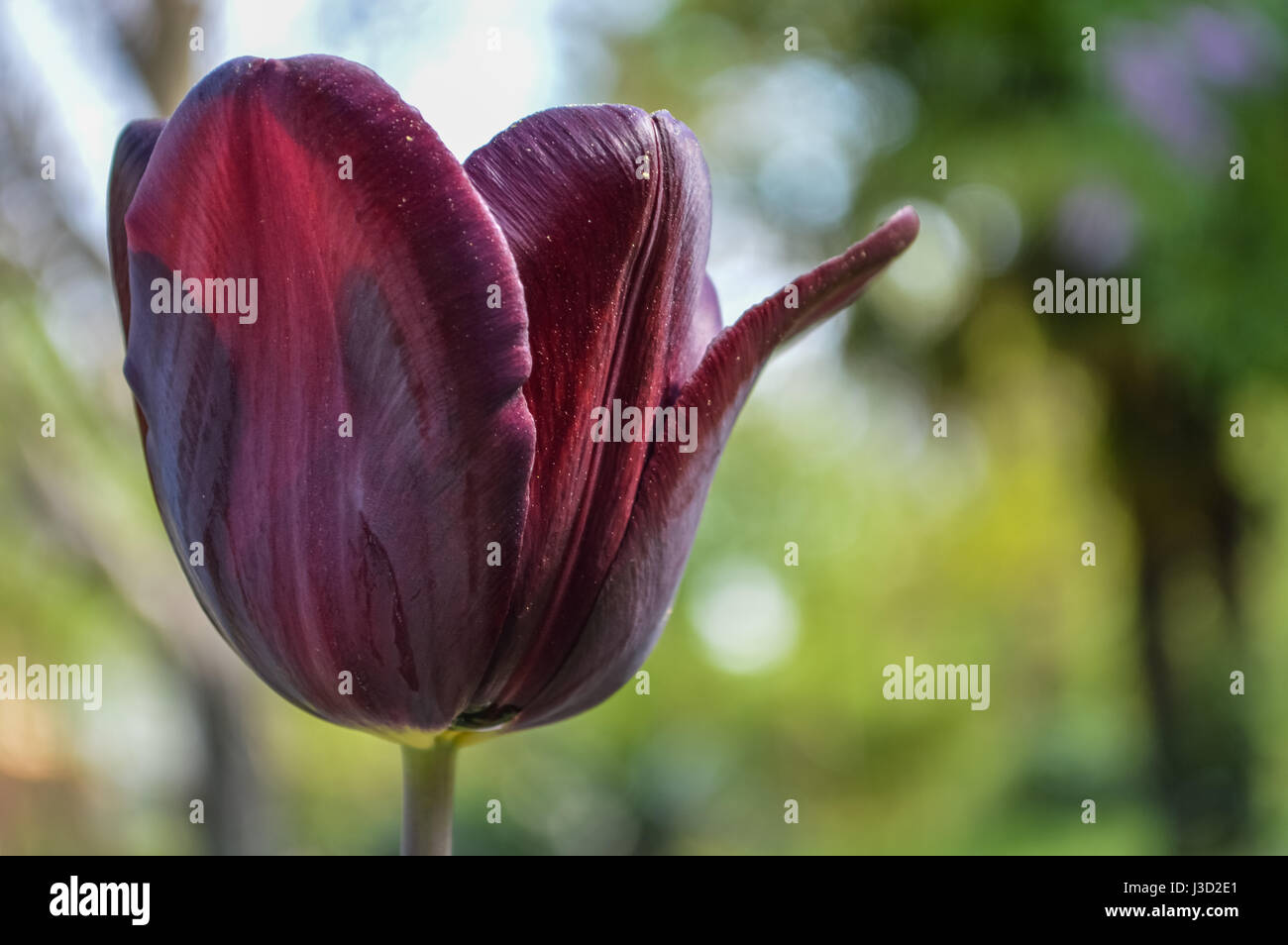 Beautiful black tulip closeup, Triumph Tulip or Queen of the Night Stock Photo