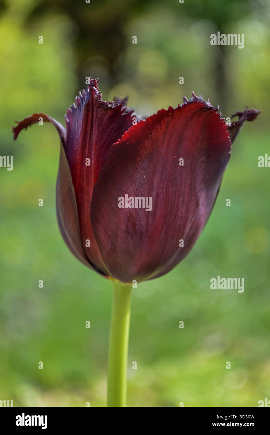 Fringed edges black tulip closeup, Triumph Tulip or Queen of the Night Stock Photo