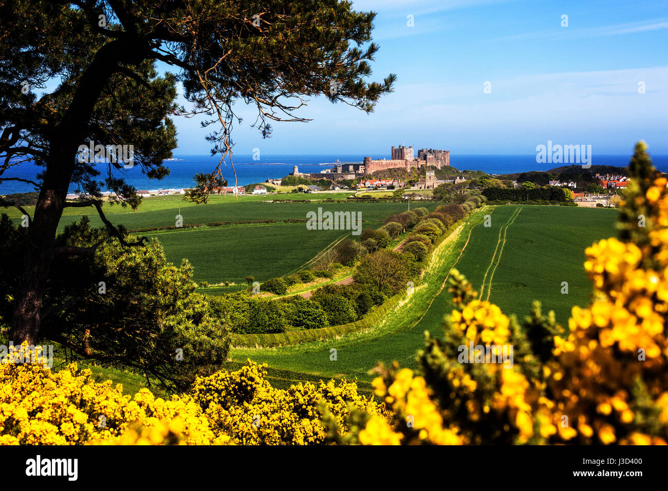 A Photograph of Bamburgh Castle in Northumberland taken during spring from the west of Bamburgh. Stock Photo