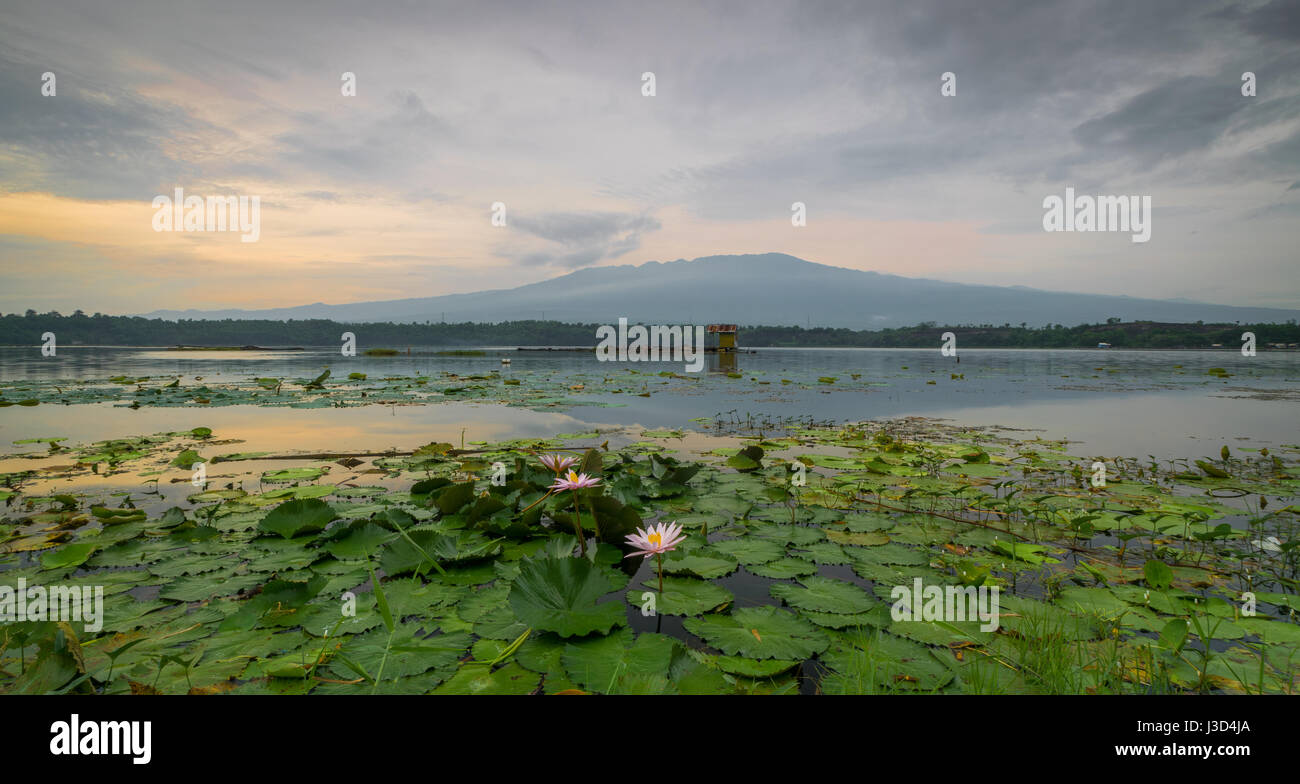 Lotus flowers at Ranu Grati Pasuruan Stock Photo Alamy