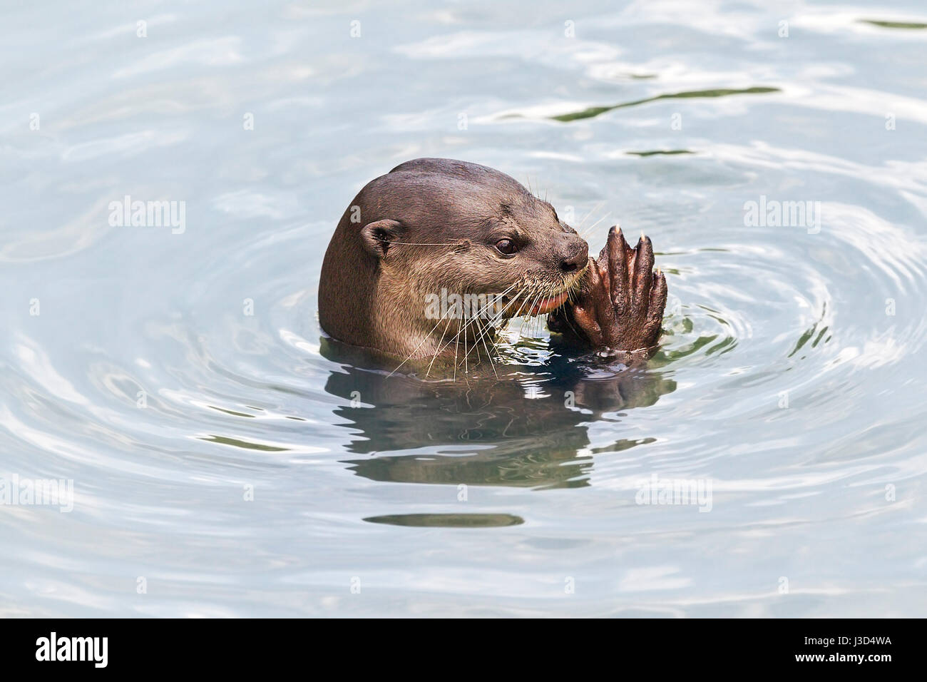 Adult Smooth-coated otter (Lutrogale perspicillata) eating freshly caught fish in a mangrove river, Singapore Stock Photo