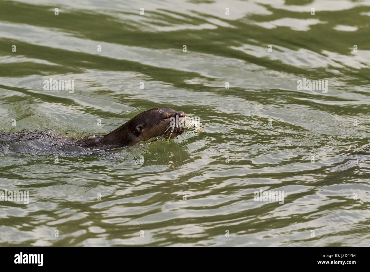 A Smooth-coated otter (Lutrogale perspicillata) parent swims across a mangrove river carrying a freshly caught fish to its young, Singapore Stock Photo