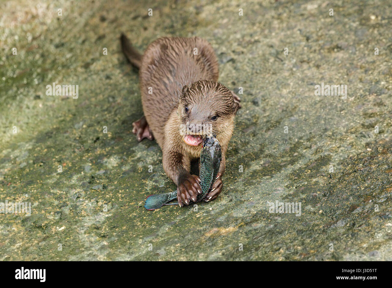 A Smooth-coated otter (Lutrogale perspicillata) cub eats fish caught by one of its parents on a concrete river bank, Singapore Stock Photo