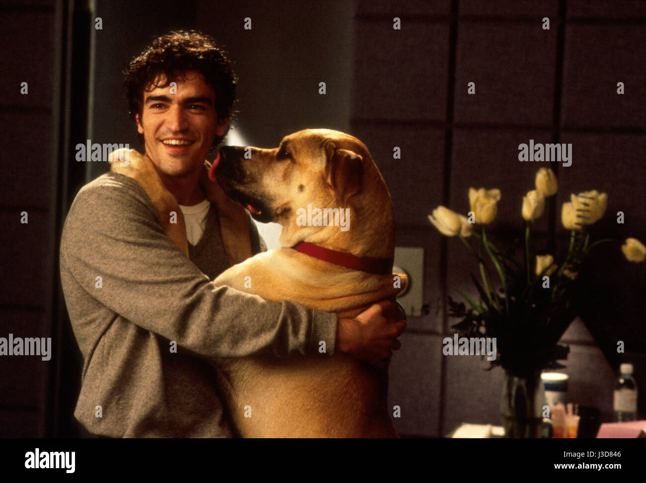 The Truth About Cats and Dogs  Year: 1996 USA Ben Chaplin  Director: Michael Lehmann Stock Photo